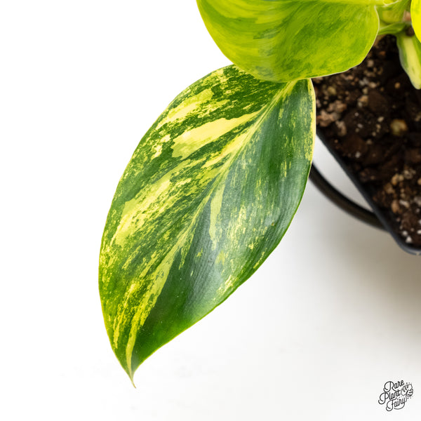 Philodendron Erubescens 'White Wizard Aurea' (wk5-J)