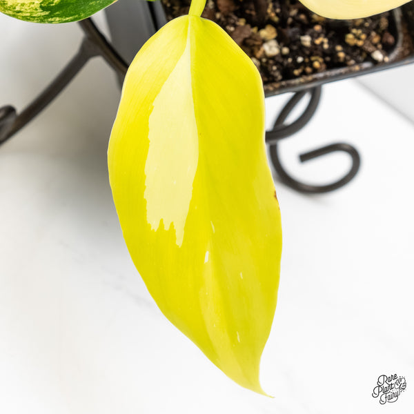 Philodendron Erubescens 'White Wizard Aurea' (wk6-I)