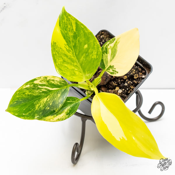 Philodendron Erubescens 'White Wizard Aurea' (wk6-I)