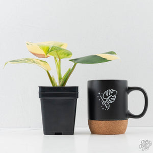 Philodendron Erubescens 'White Wizard Aurea' (wk42-L378)