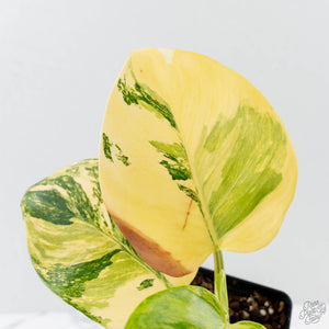 Philodendron Erubescens 'White Wizard Aurea' (wk42-L378)