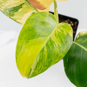 Philodendron Erubescens 'White Wizard Aurea' (wk42-L378)