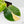 Philodendron Erubescens 'White Wizard Aurea' (wk42-L378)