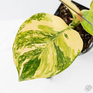 Philodendron Erubescens 'White Wizard Aurea' (wk42-L378)