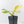 Philodendron Erubescens 'White Wizard Aurea' (wk42-L378)