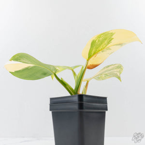 Philodendron Erubescens 'White Wizard Aurea' (wk42-L378)
