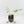 Philodendron Florida Beauty x Polypodioides Variegated (wk36-L107)