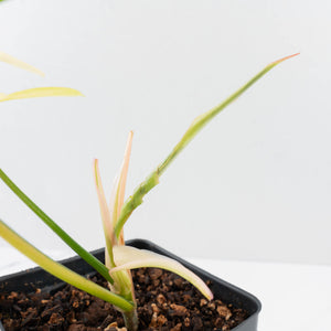 Philodendron Florida Beauty x Polypodioides Variegated (wk36-L107)