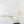 Philodendron Florida Beauty x Polypodioides Variegated (wk36-L107)