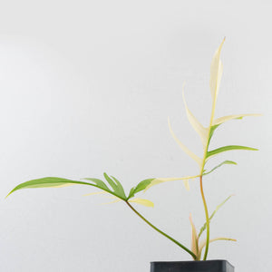 Philodendron Florida Beauty x Polypodioides Variegated (wk36-L107)