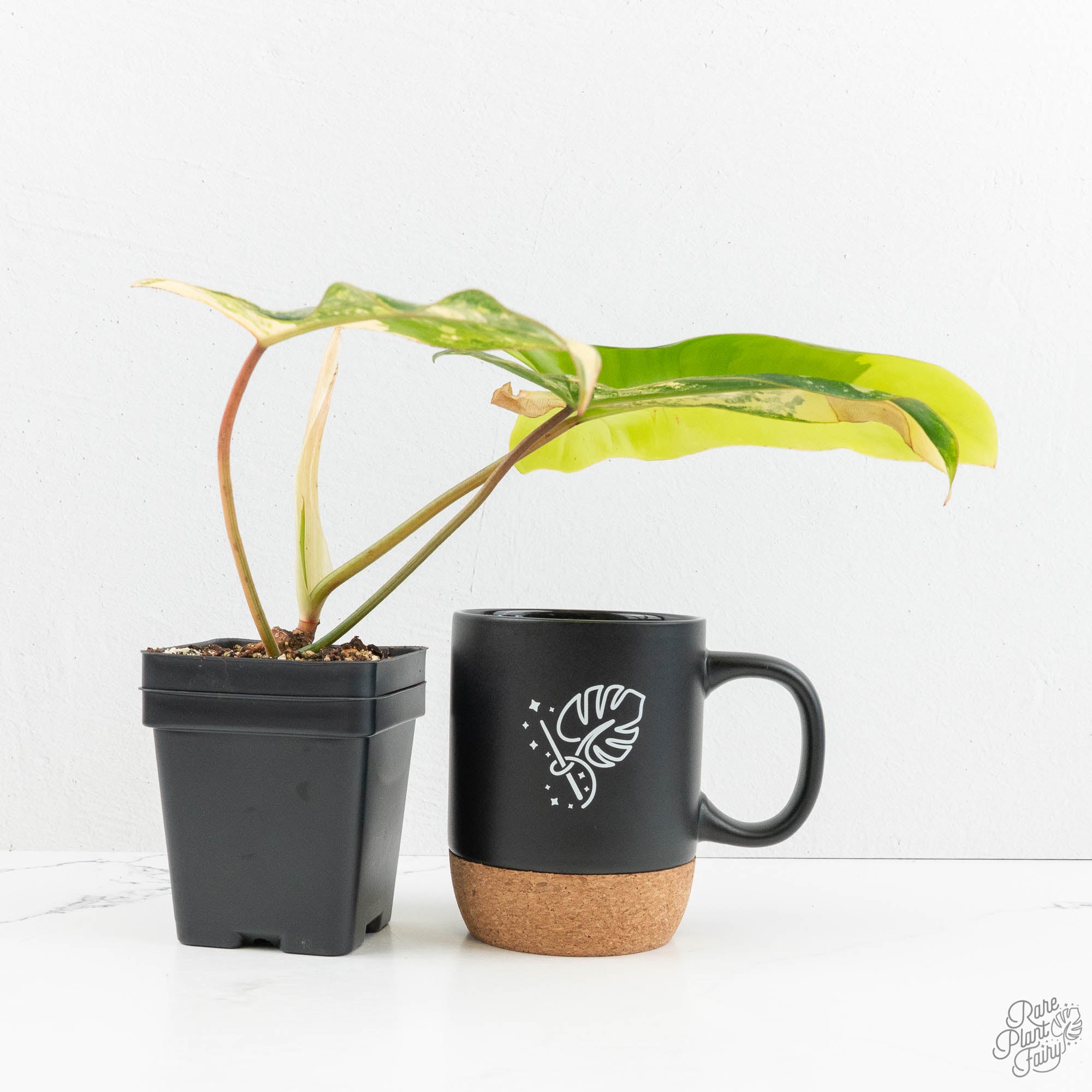 philodendron coffee Philodendron 'Florida Beauty' x 'Billietiae' (wk18-UM)