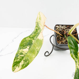 Philodendron 'Florida Beauty' x 'Billietiae' (wk18-UM)