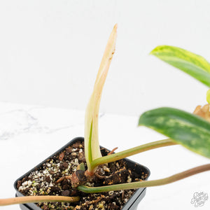 Philodendron 'Florida Beauty' x 'Billietiae' (wk18-UM)