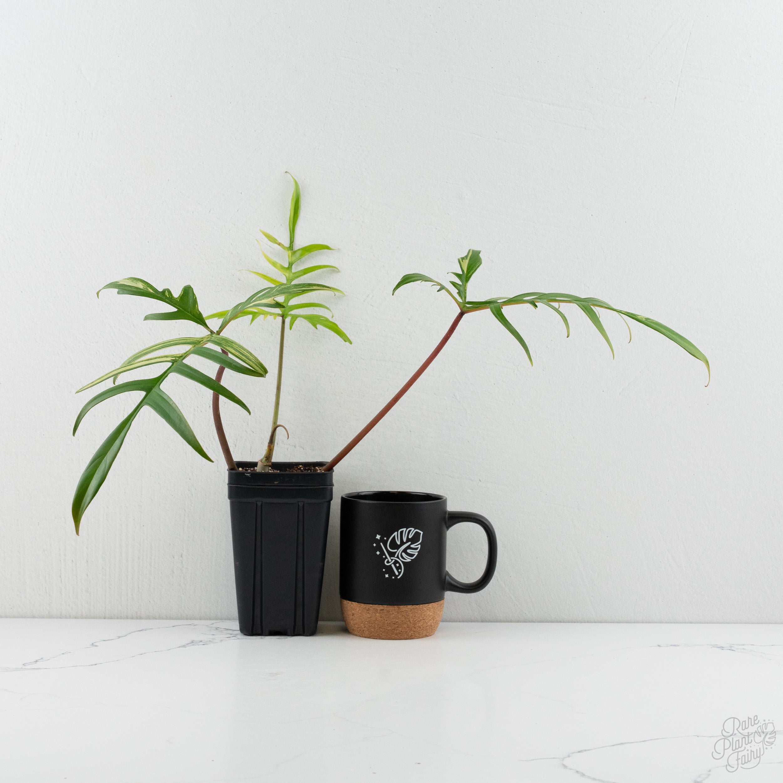 Philodendron 'Florida Beauty x Polypodioides' Variegated (wk8-UG