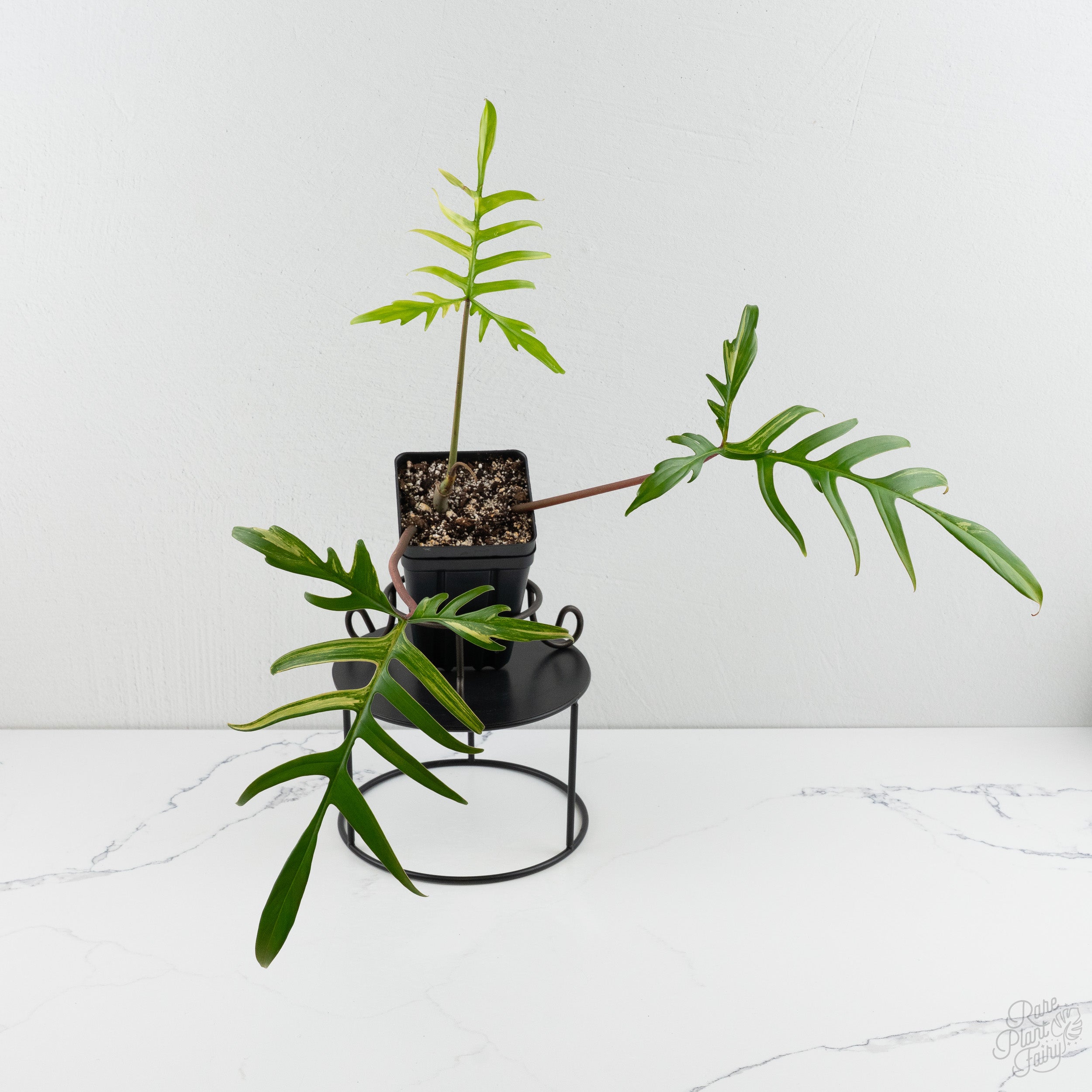 Philodendron 'Florida Beauty x Polypodioides' Variegated (wk8-UG