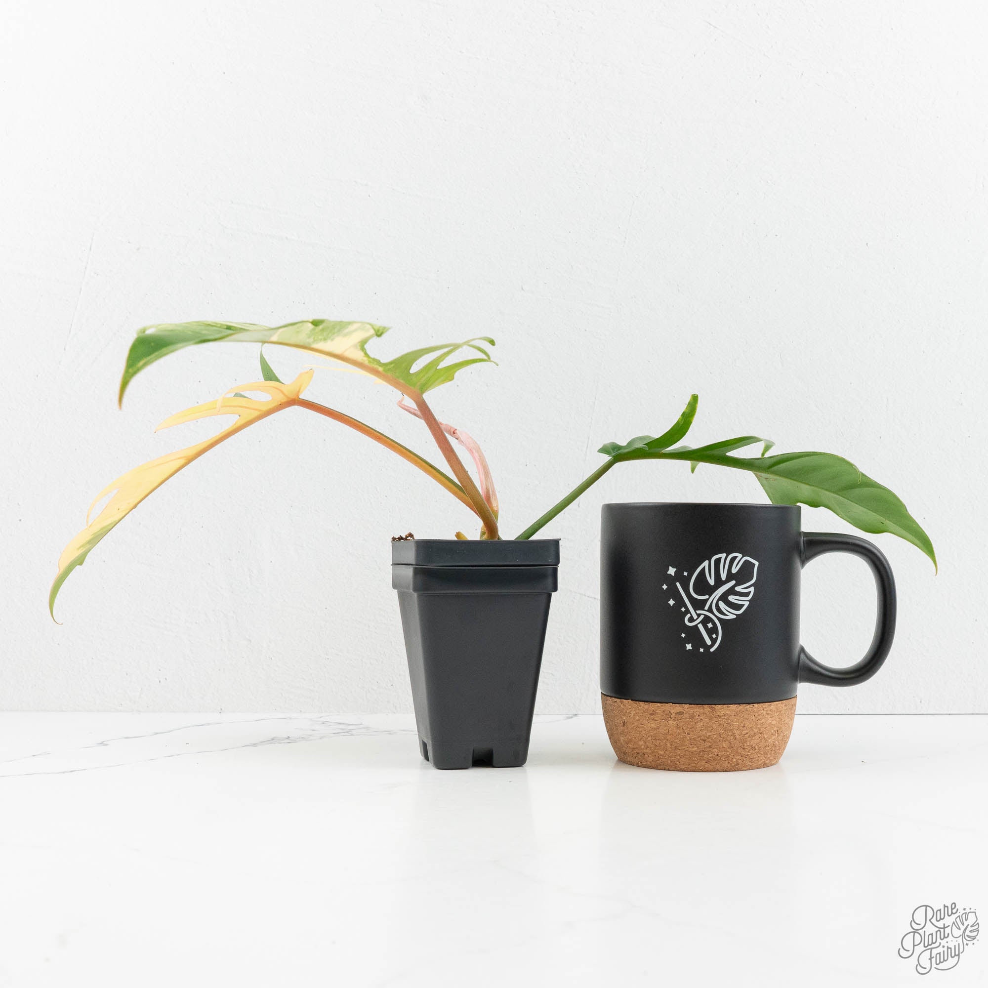 beautiful philodendron pot Philodendron 'Florida Beauty' x 'Tortum' Variegated (wk18-F)