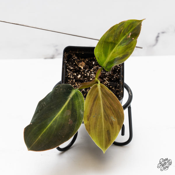 Philodendron gigas variegated (wk50-UO)