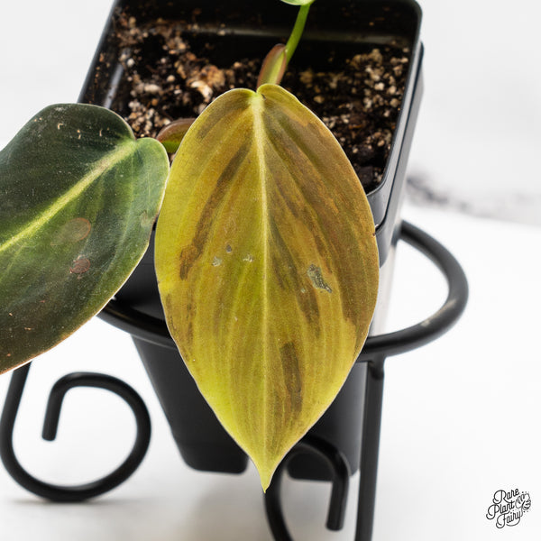 Philodendron gigas variegated (wk50-UO)