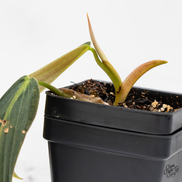 Philodendron gigas variegated (wk51-UP)