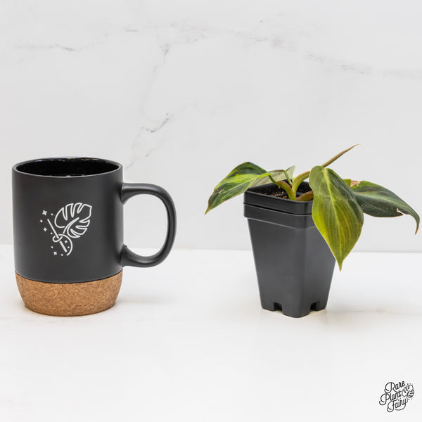 Philodendron Gigas Variegated (wk6-UA)