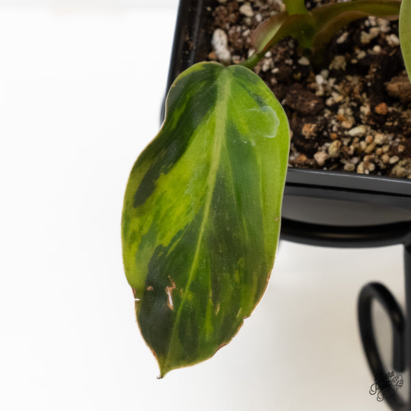 Philodendron Gigas Variegated (wk6-UA)