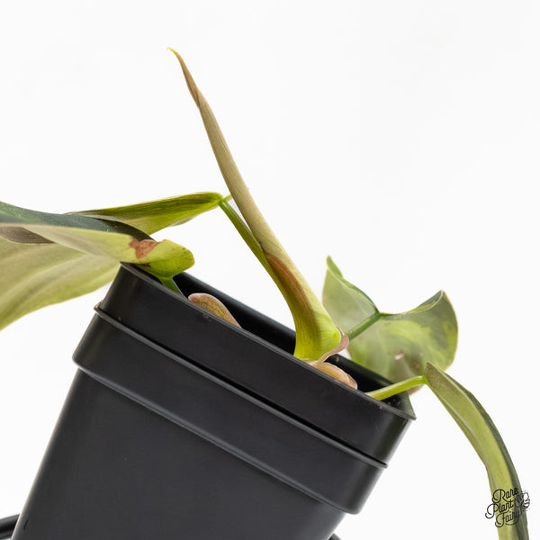 Philodendron Gigas Variegated (wk6-UA)