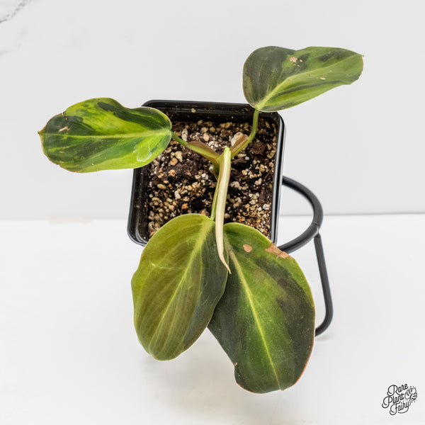 Philodendron Gigas Variegated (wk6-UA)