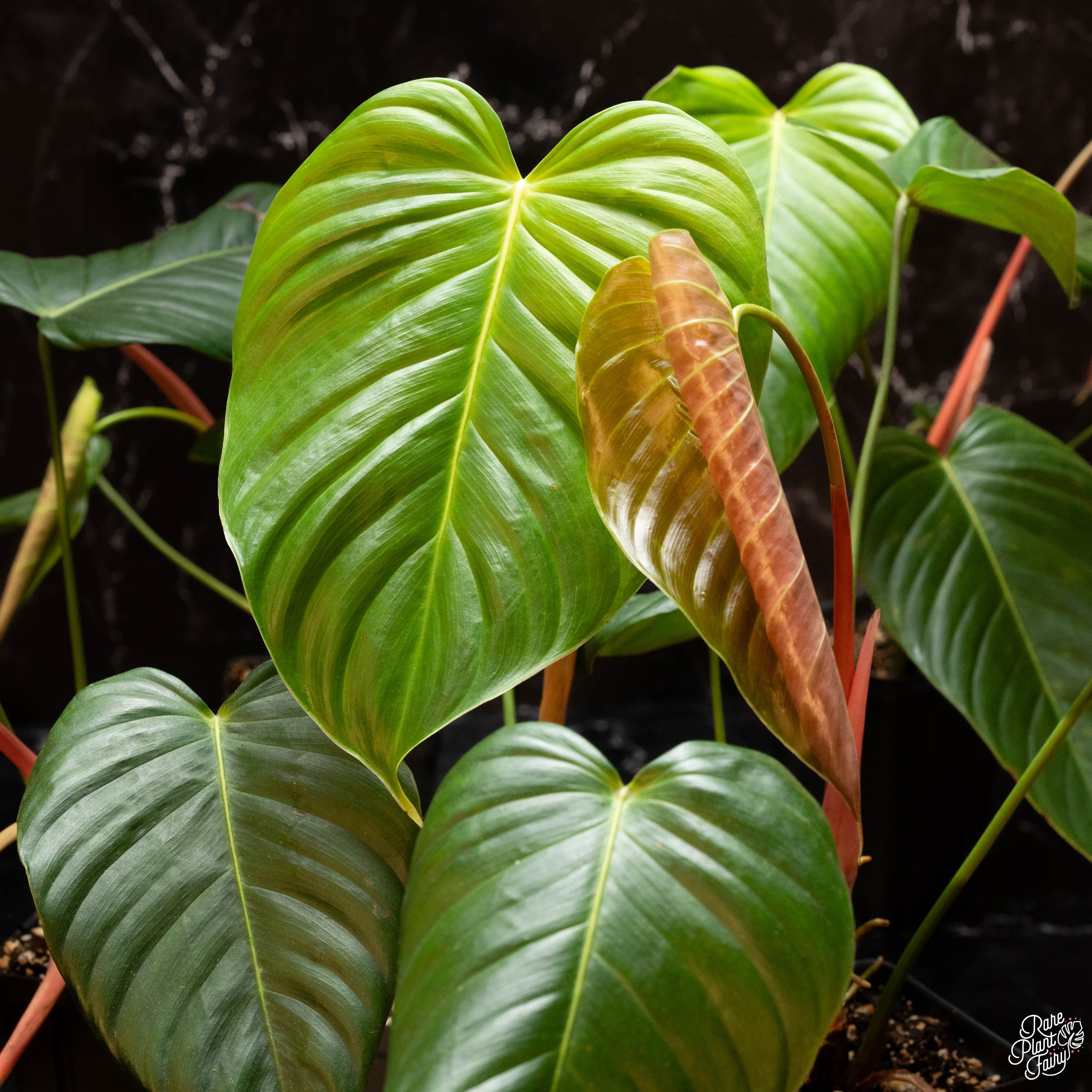 philodendron grandipes mature Philodendron grandipes *Grower's Choice*