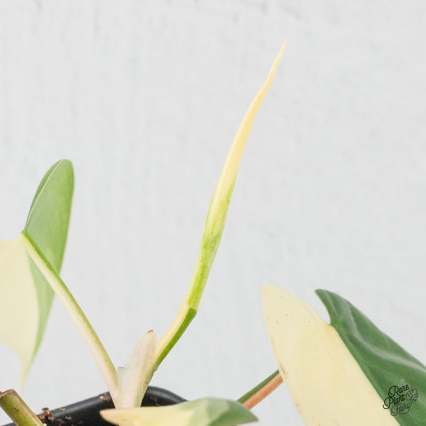 Philodendron Hederaceum Albo Variegated Heartleaf (wk3-B)