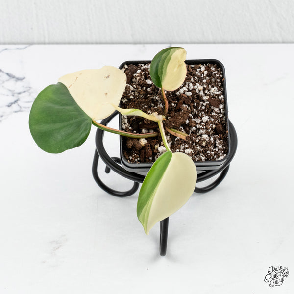 Philodendron Hederaceum Albo Variegated Heartleaf (wk3-B)