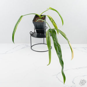 philodendron holtonianum for sale Philodendron holtonianum variegated *Grower's Choice* – Rare Plant Fairy