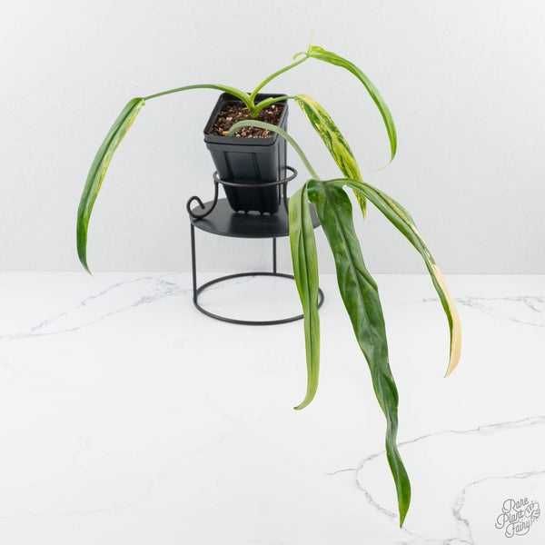 Philodendron holtonianum variegated *Grower's Choice* – Rare Plant