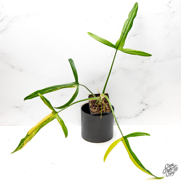 Philodendron Holtonianum Variegated (wk43-A)