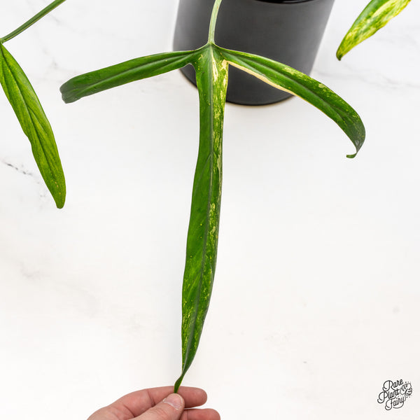 Philodendron Holtonianum Variegated (wk43-A)