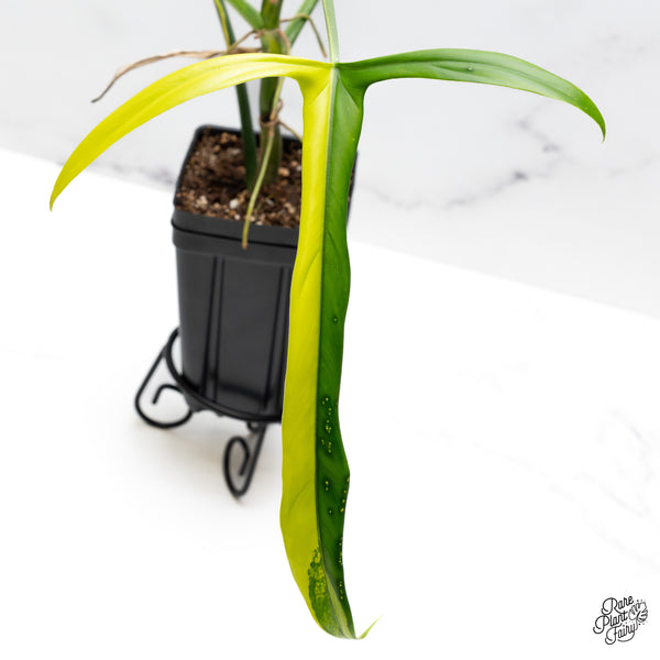 Philodendron Holtonianum Variegated (wk43-A)