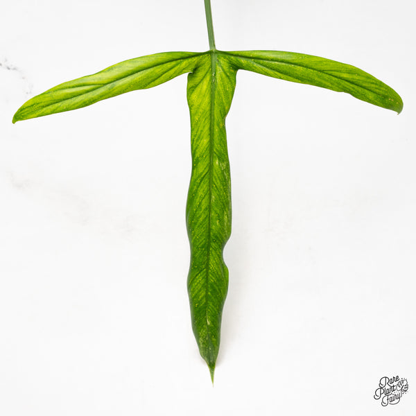 Philodendron Holtonianum Variegated (wk43-A)