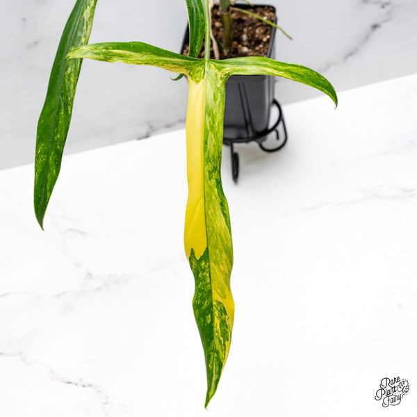 Philodendron Holtonianum Variegated (wk43-A)