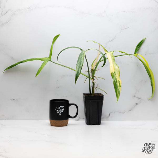 Philodendron Holtonianum Variegated (wk43-A)