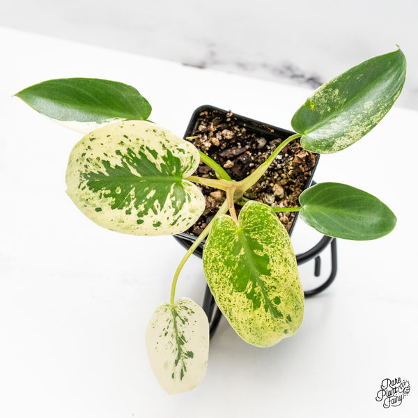 Philodendron Ilsemanii *Kunzo Lineage* (wk50-F)