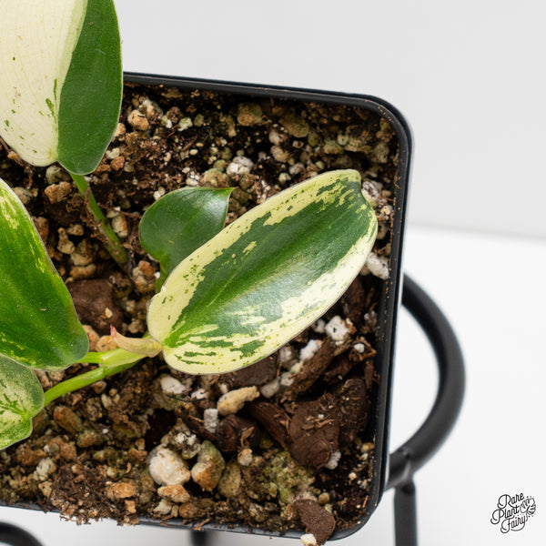 Philodendron Ilsemanii *Kunzo Lineage* (wk2-F)