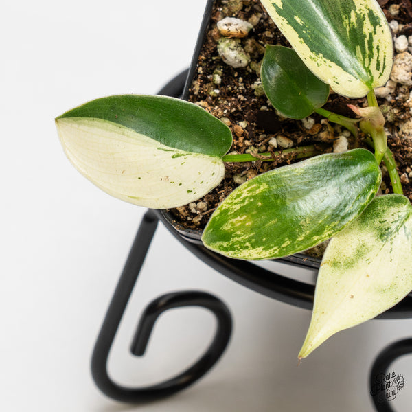 Philodendron Ilsemanii *Kunzo Lineage* (wk2-F)