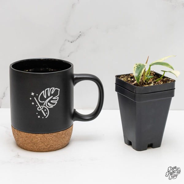 Philodendron Ilsemanii *Kunzo Lineage* (wk2-F)