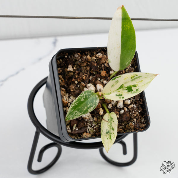 Philodendron Ilsemanii *Kunzo Lineage* (wk4-D)