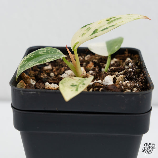 Philodendron Ilsemanii *Kunzo Lineage* (wk4-D)