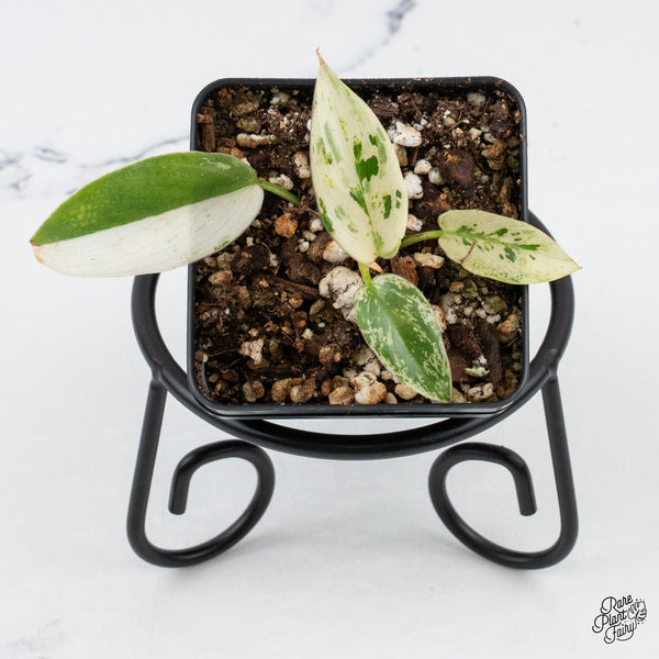 Philodendron Ilsemanii *Kunzo Lineage* (wk4-D)