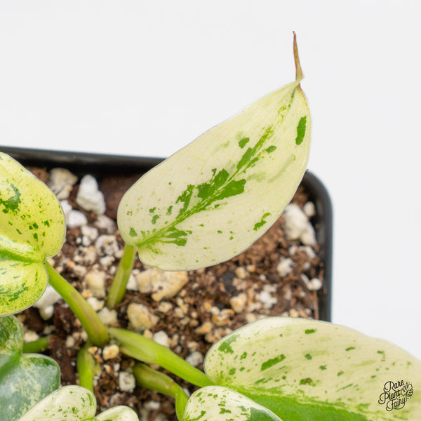 Philodendron Ilsemanii *Kunzo Lineage* (wk51-J)