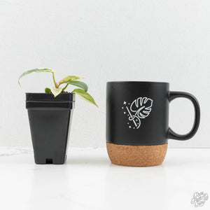 Philodendron Ilsemanii *Kunzo Lineage* (wk16-C)