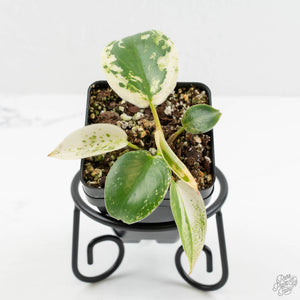 Philodendron Ilsemanii *Kunzo Lineage* (wk16-C)