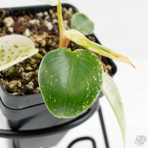 Philodendron Ilsemanii *Kunzo Lineage* (wk16-C)