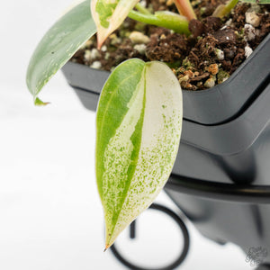 Philodendron Ilsemanii *Kunzo Lineage* (wk16-C)